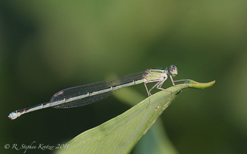 Enallagma vesperum, female